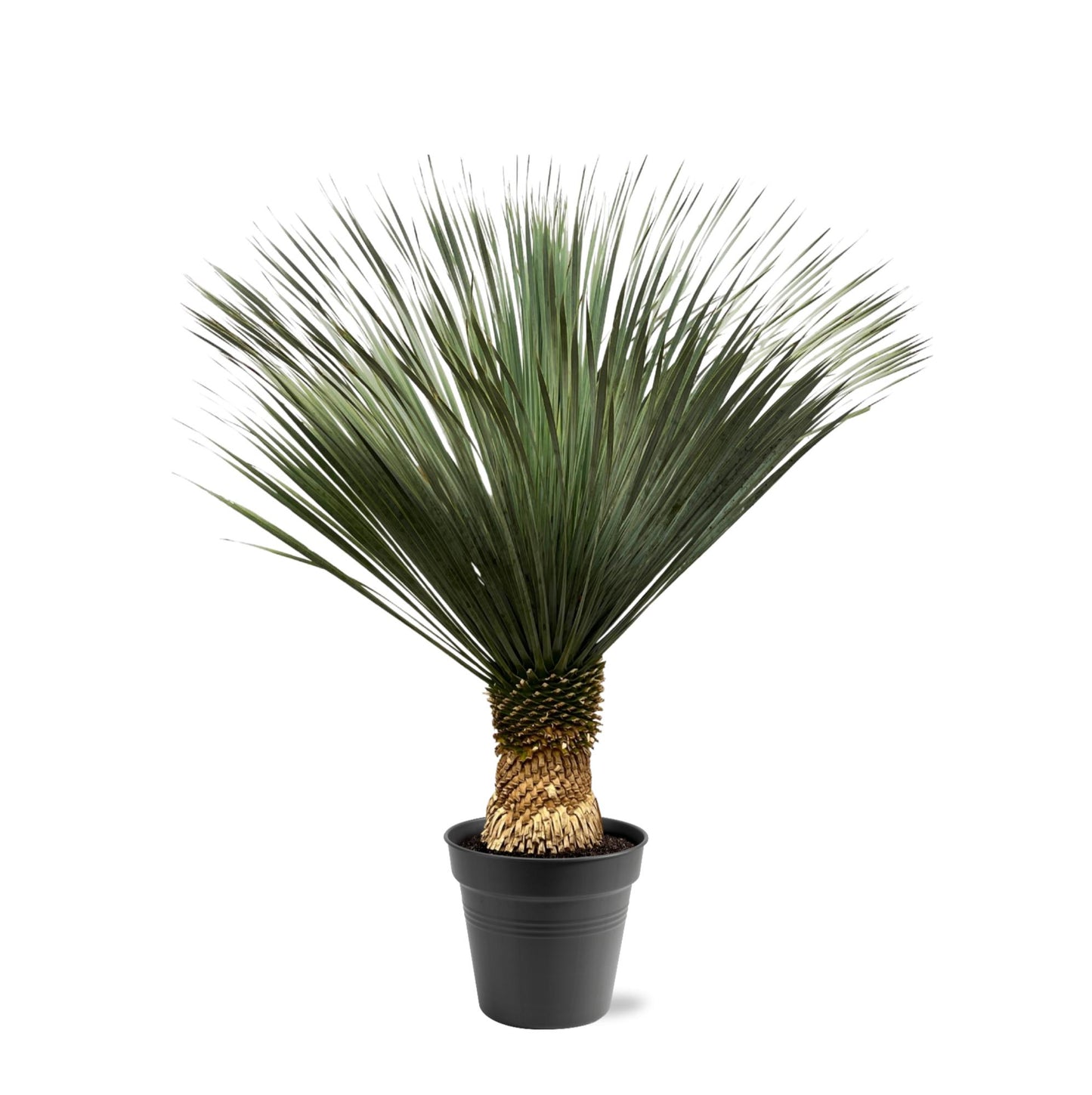 Yucca Rostrata – Robuste und pflegeleichte Zimmerpflanze 130–150 cm