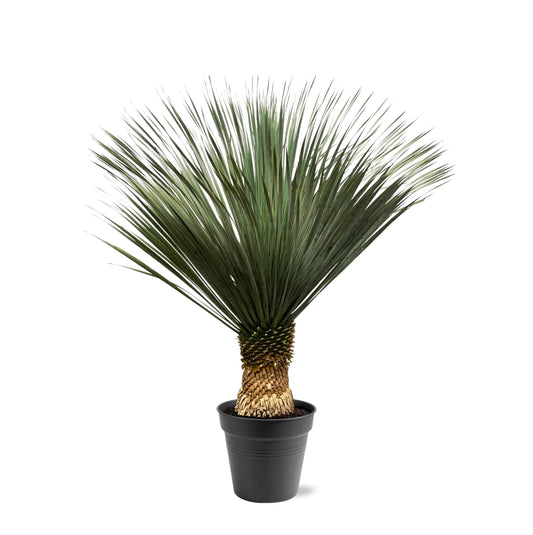 Yucca Rostrata – Robuste und pflegeleichte Zimmerpflanze 130–150 cm