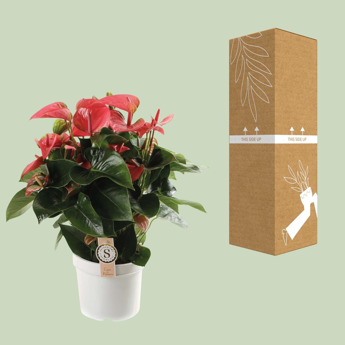 Anthurium Pink Champion – Pflegeleichte tropische Zimmerpflanze Ø21cm