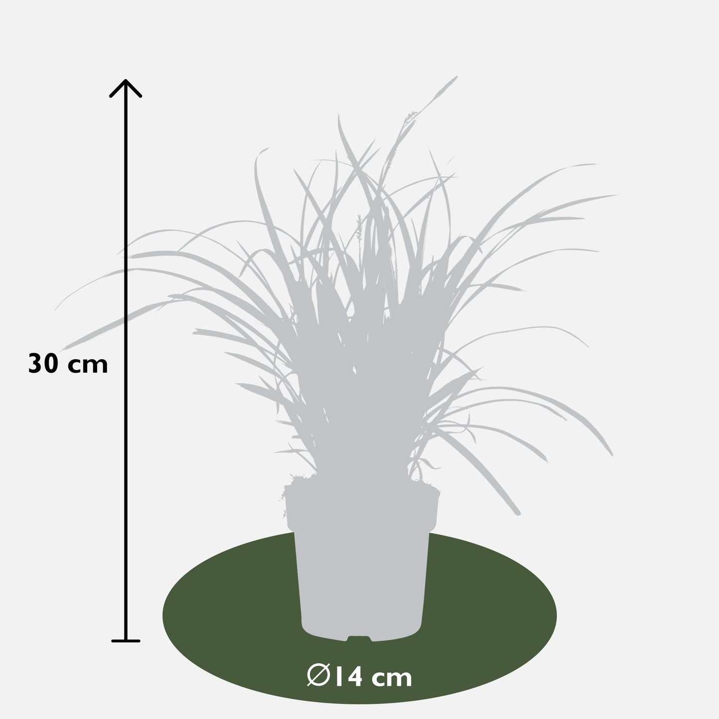 3x Carex morrowii 'Ice Dance' – Immergrünes Ziergras Ø14cm