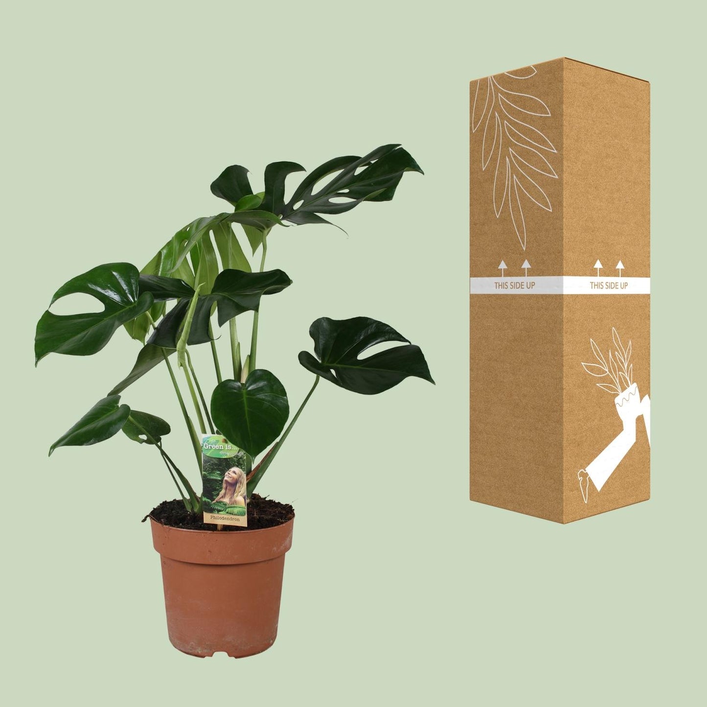 Monstera Deliciosa – Tropische Zimmerpflanze Ø21cm, 80cm hoch
