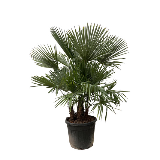 Trachycarpus multi stam Palme – 230 cm, Ø 50 cm