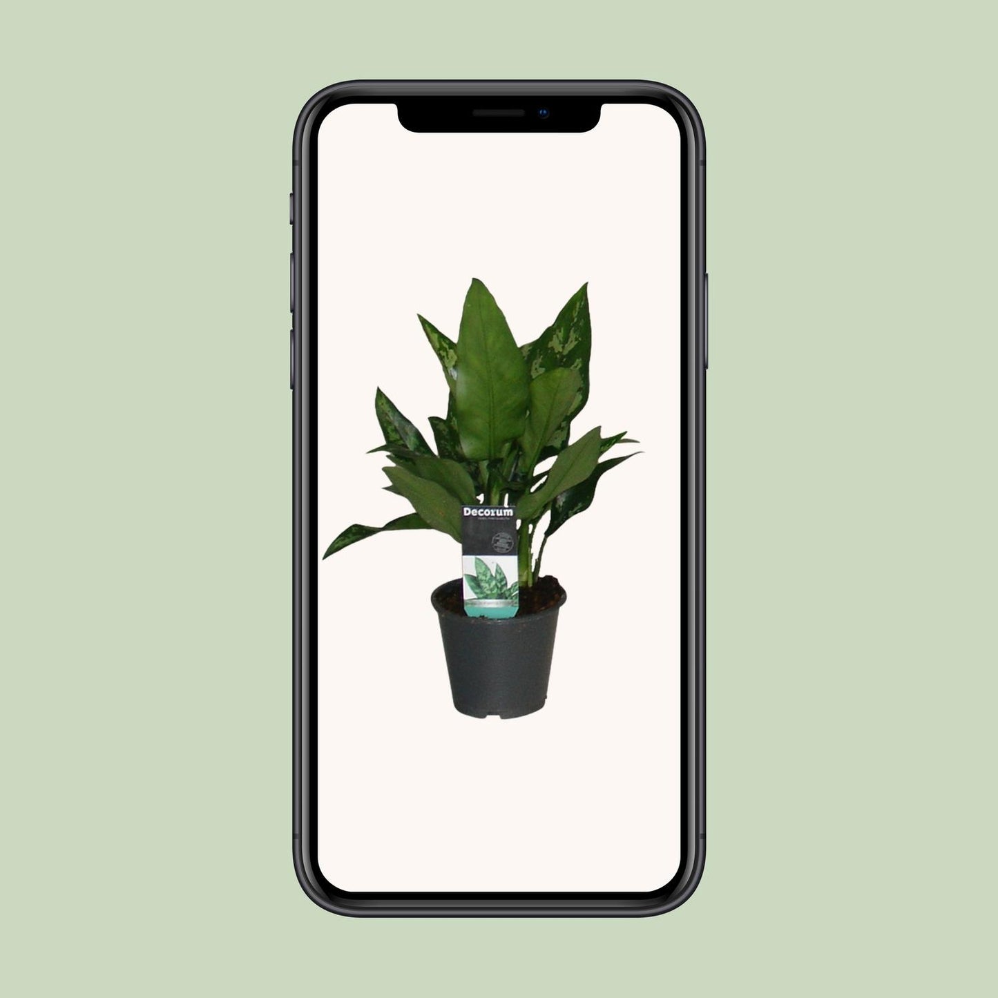 Aglaonema Maria – Pflegeleichte luftreinigende Zimmerpflanze Ø12cm