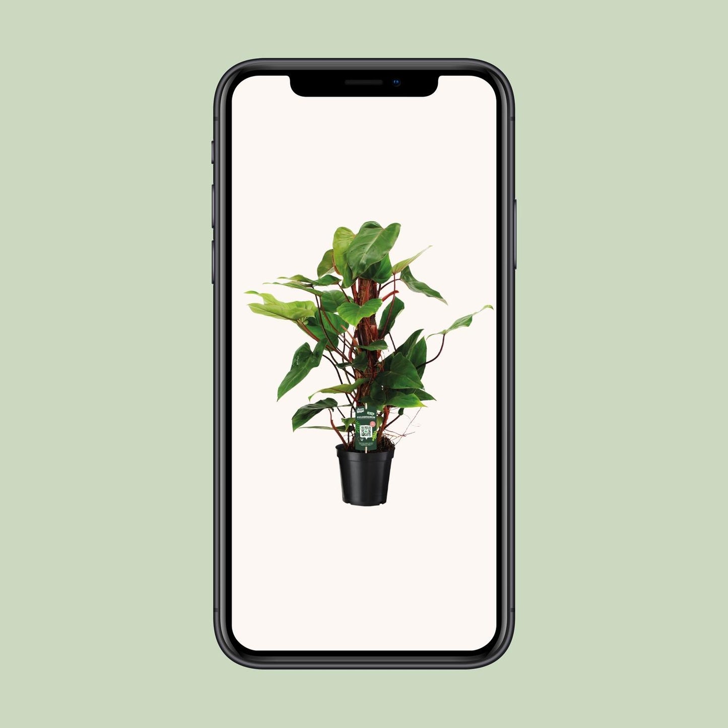 Philodendron Red Emerald – Pflegeleichte Zimmerpflanze Ø19 cm