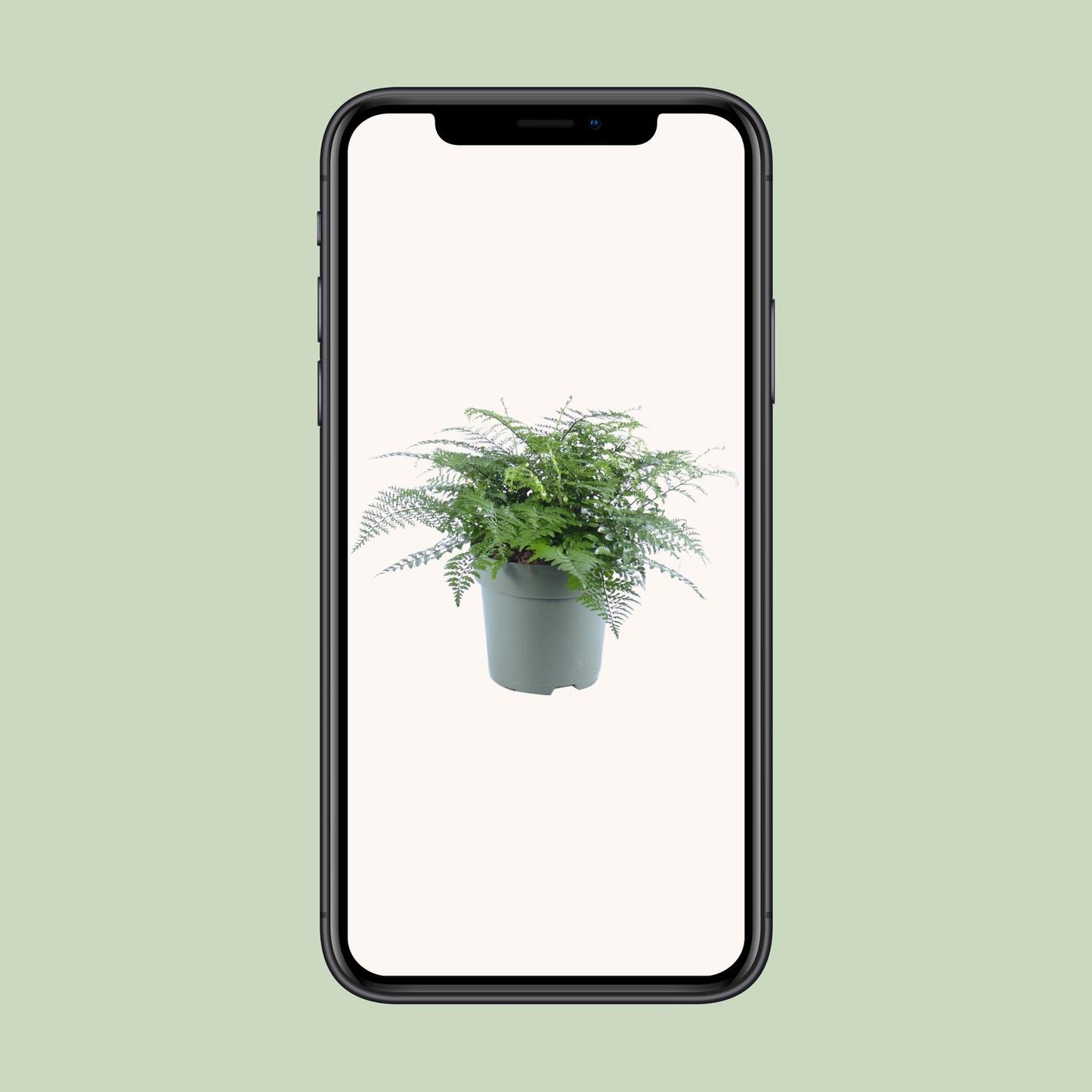 Asplenium Parvati – Eleganter Rippenfarn Ø27cm, 50cm hoch