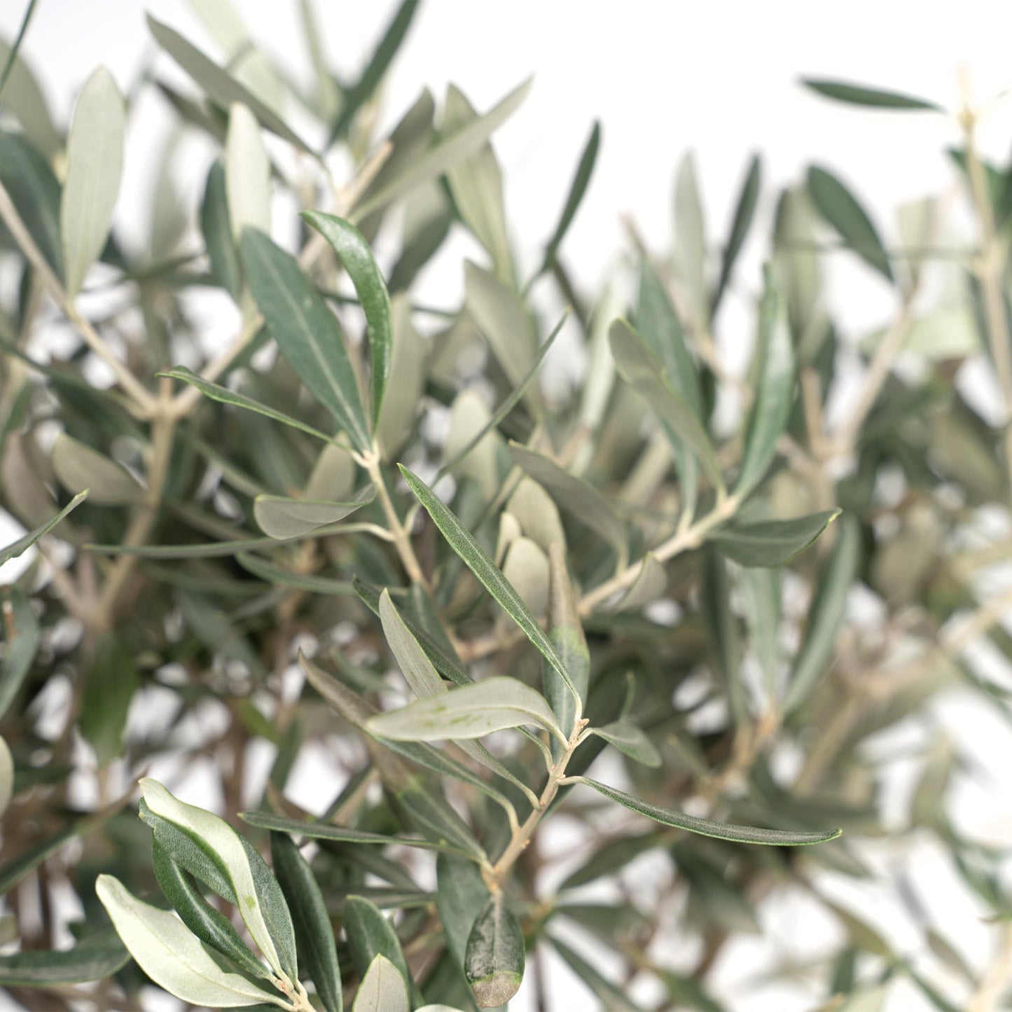 Olea Europaea – Mediterraner Olivenbaum Ø19cm, 90cm hoch