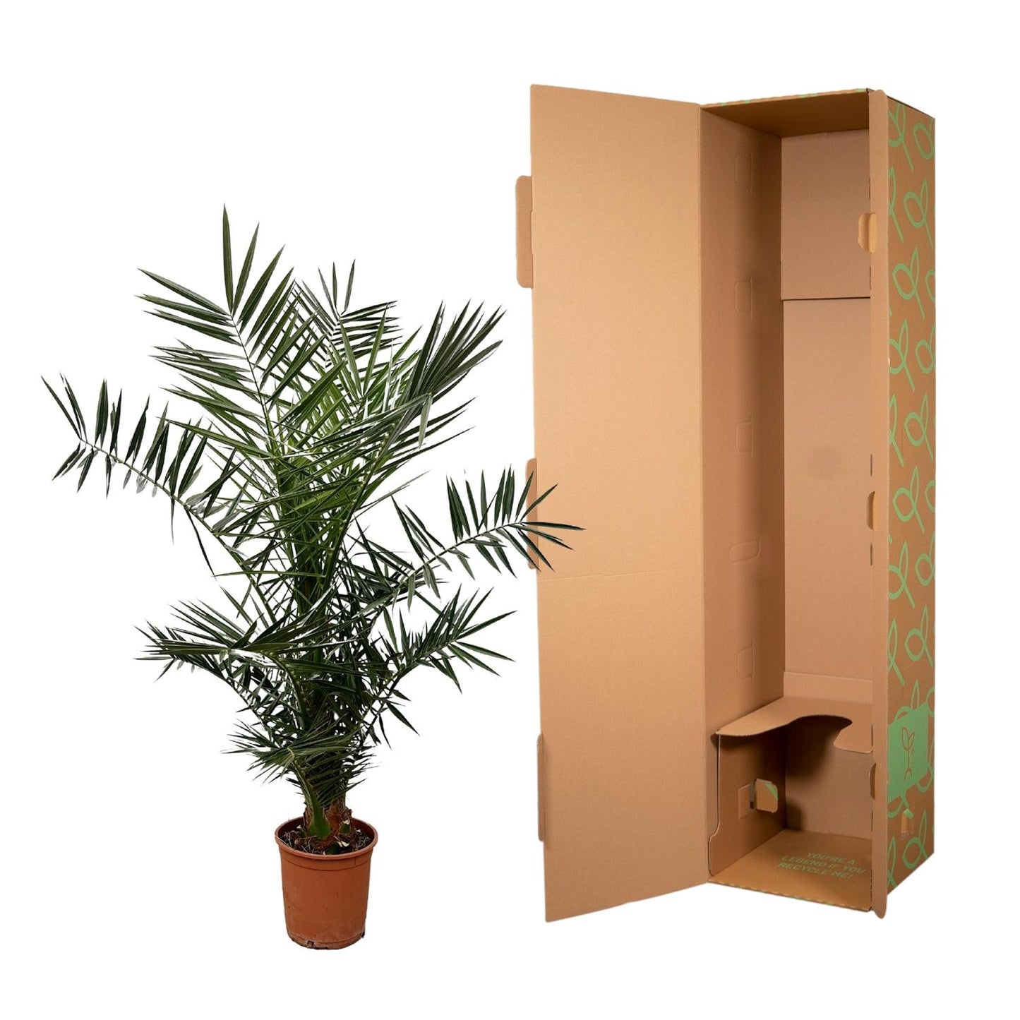Phoenix Canariensis – Kanarische Dattelpalme 120 cm