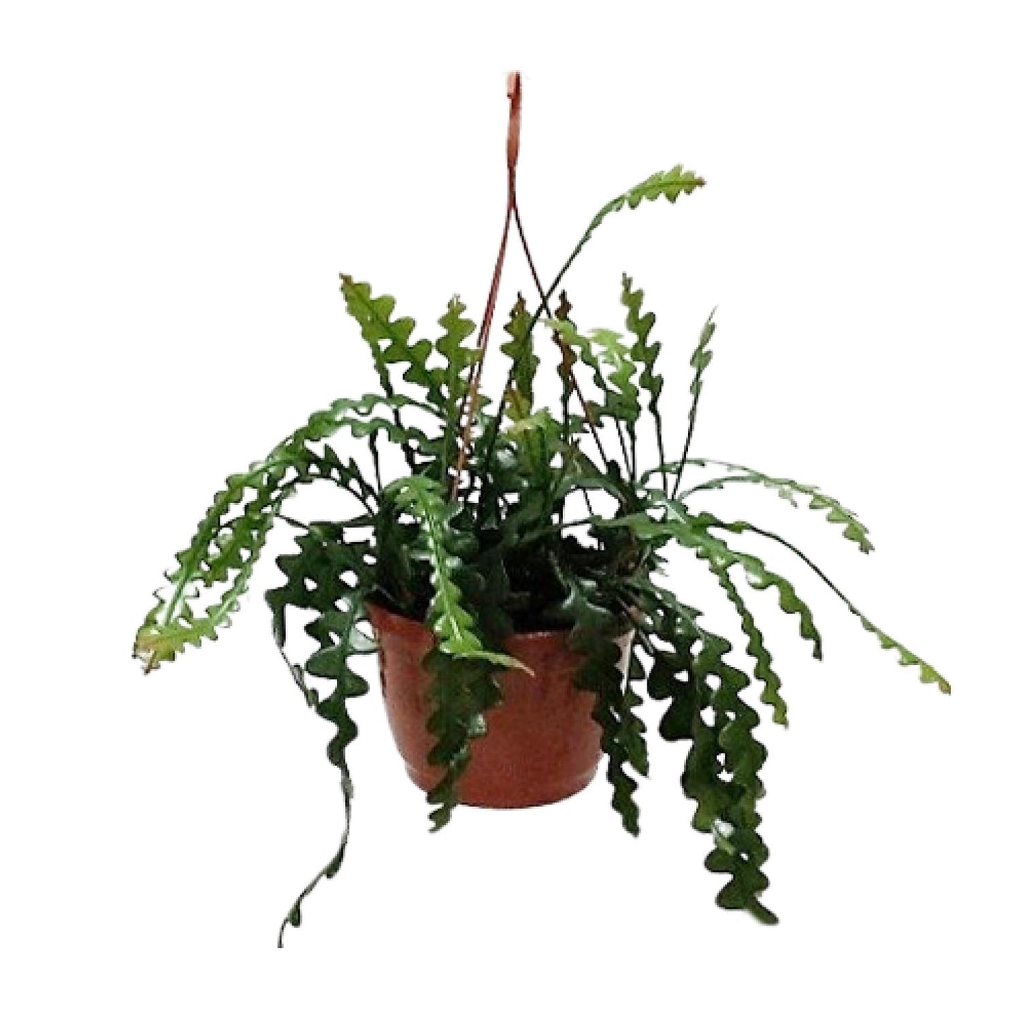 Fischgrätenkaktus – Epiphyllum Ø20cm, 60cm hoch