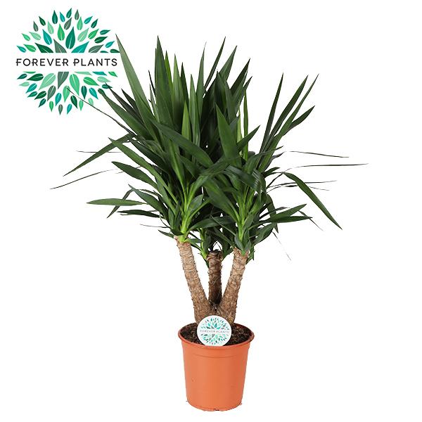 Yucca - Pflegeleichte & Luftreinigende Zimmerpflanze Ø24cm