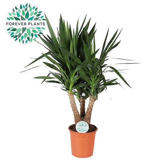 Yucca - Pflegeleichte & Luftreinigende Zimmerpflanze Ø24cm