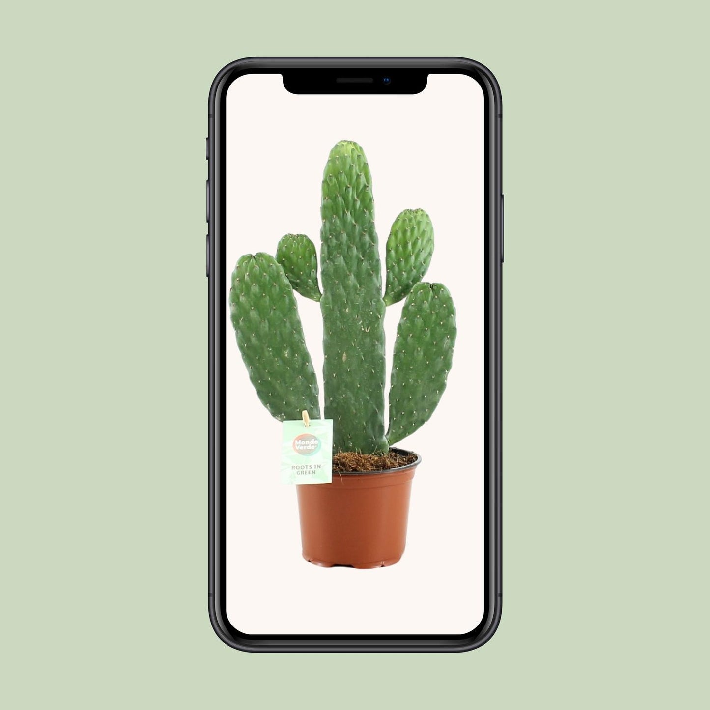 Opuntia Rubescens Consolea – Pflegeleichter Kaktus Ø12cm