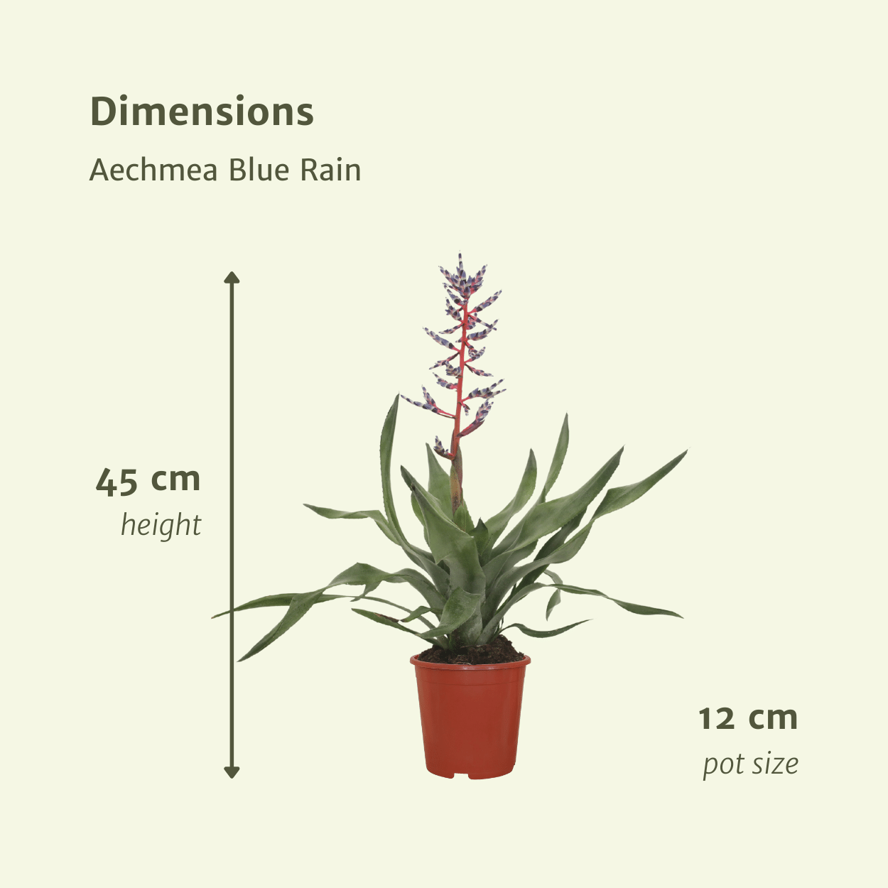 2x Aechmea Blue Rain – Pflegeleichte Bromelie, 45 cm