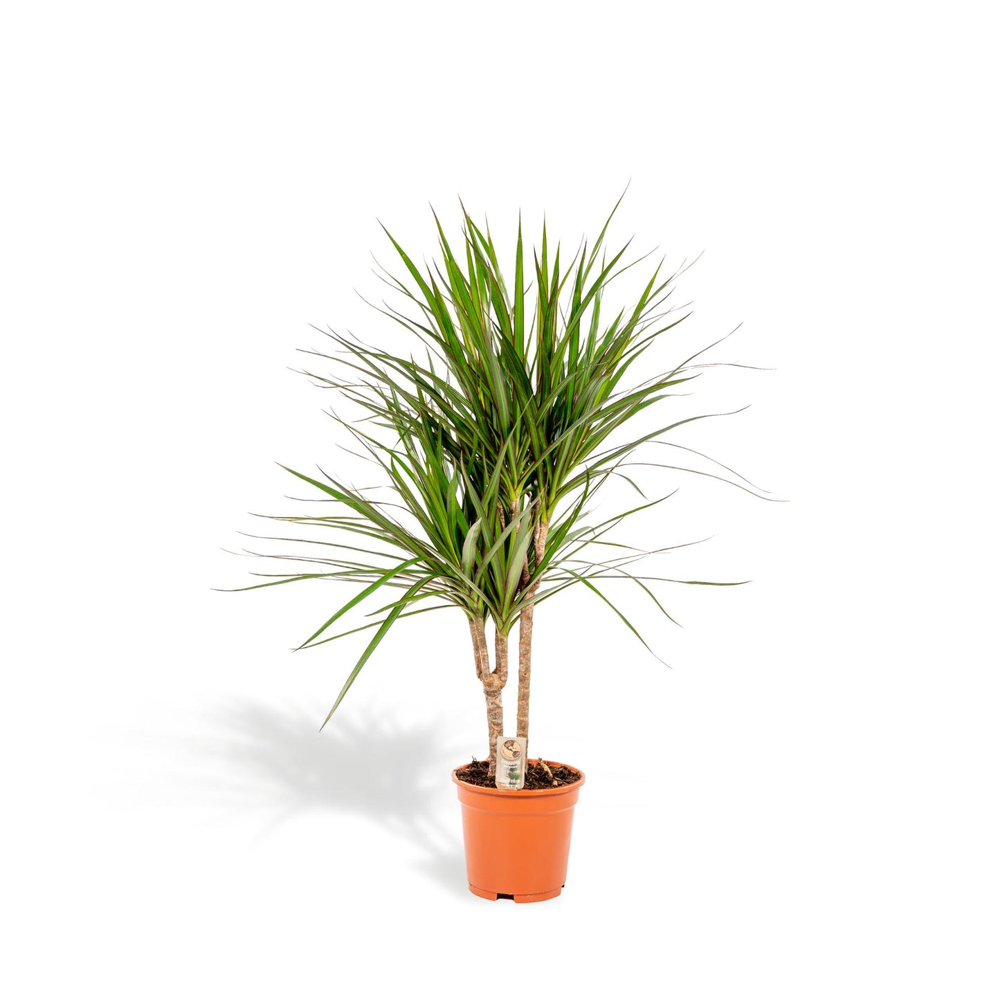 Dracaena Marginata – Pflegeleichter Drachenbaum Ø17cm, 90cm hoch