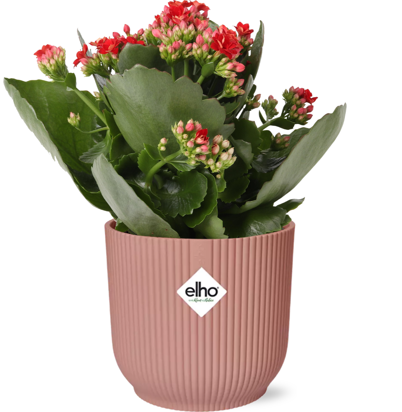 Kalanchoe Rosalina – Rote Glücksblume im Topf