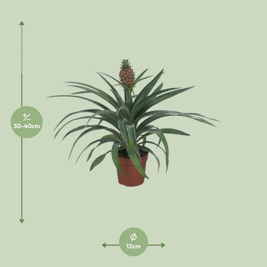 Ananas Mi Amigo – Tropische Zimmerpflanze Ø12cm, 40cm hoch