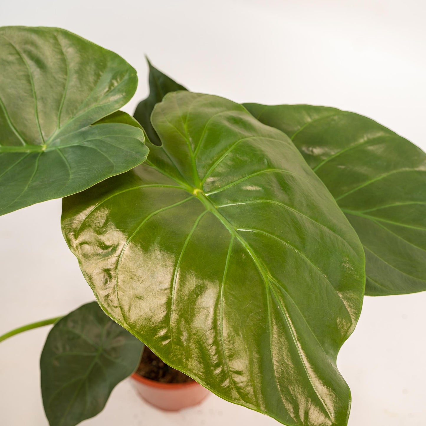 Alocasia Wentii – Elegantes Elefantenohr mit Korb Ø19cm