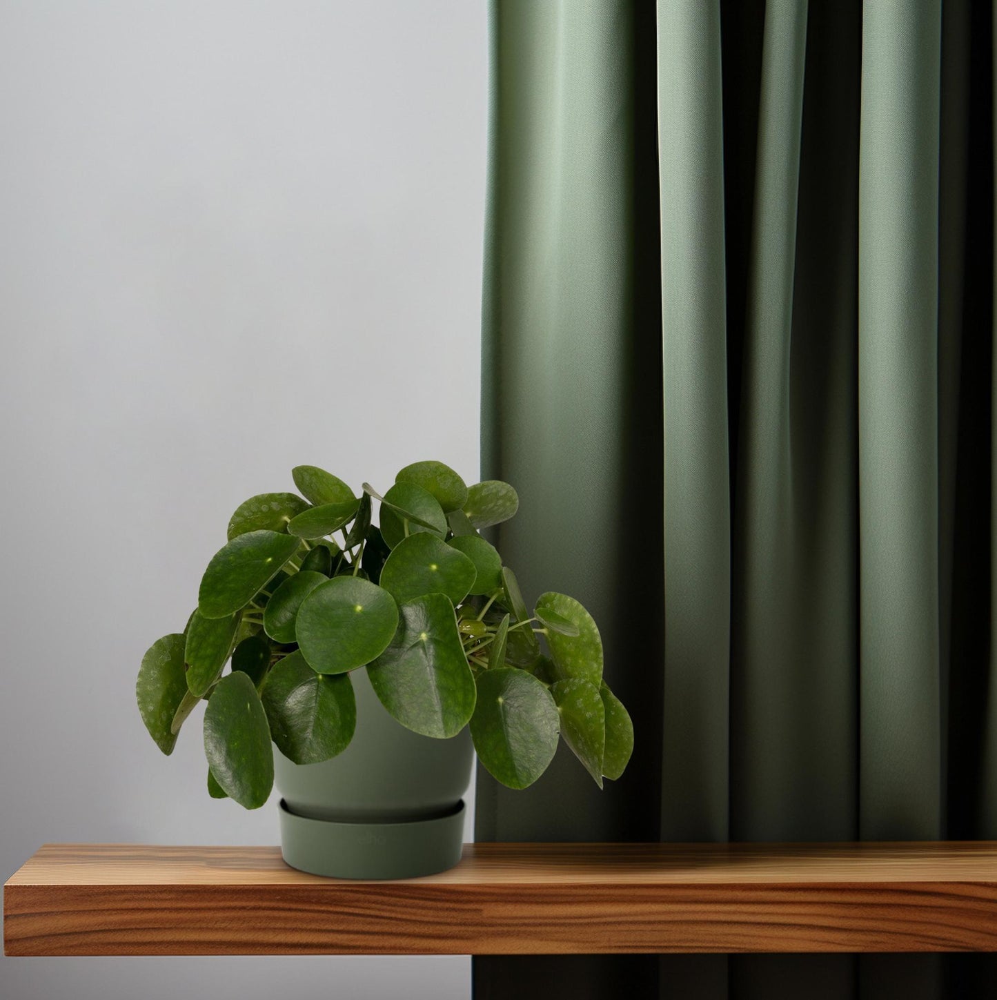 Pilea Peperomioides – Pfannkuchenpflanze Ø15cm, pflegeleicht