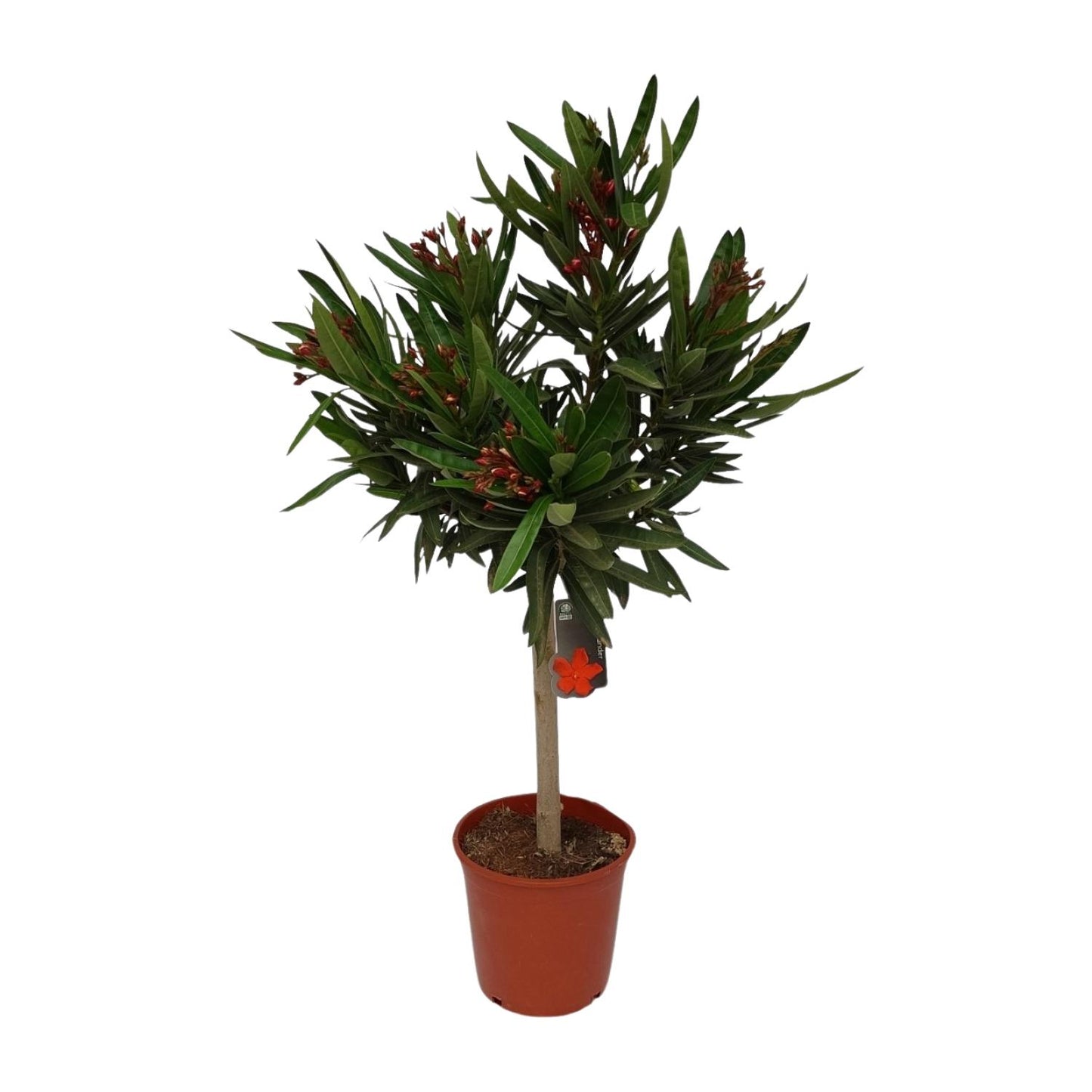 Nerium Oleander Ø20cm – Pflegeleichter Gartenklassiker
