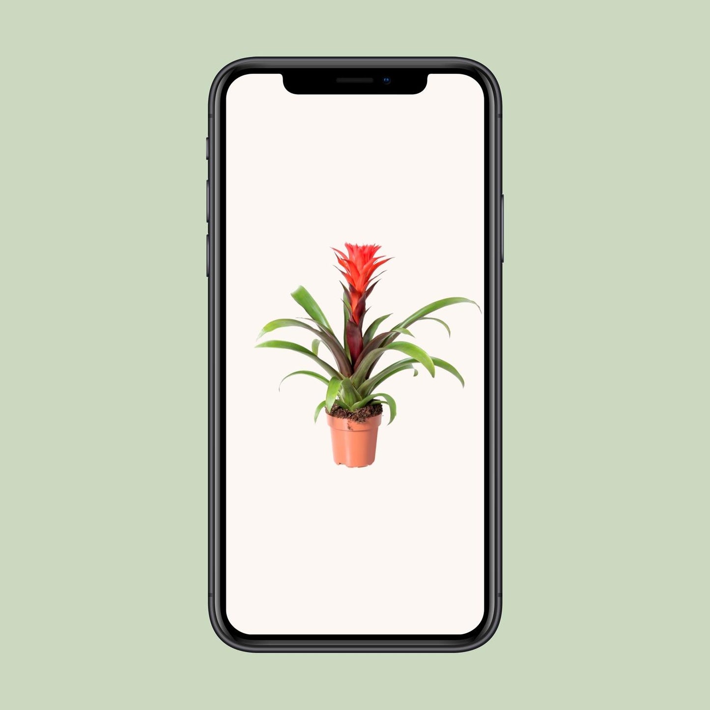 Guzmania Rockyflower Hope – Pflegeleichte Tropische Zimmerpflanze Ø12cm
