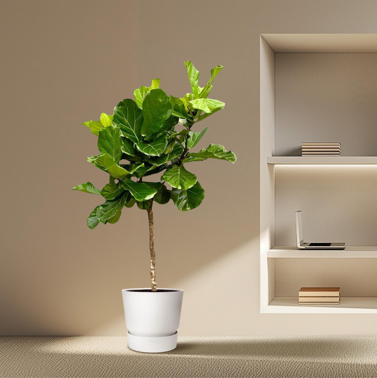 Ficus Lyrata boom XXL – Geigenfeige 200 cm