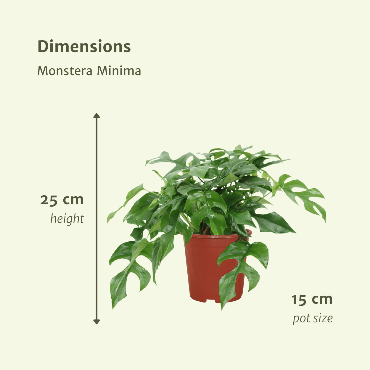 Monstera Minima – 2er-Set, kompakte Zimmerpflanze Ø15cm
