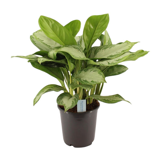 Aloe Vera – Pflegeleichte luftreinigende Sukkulente