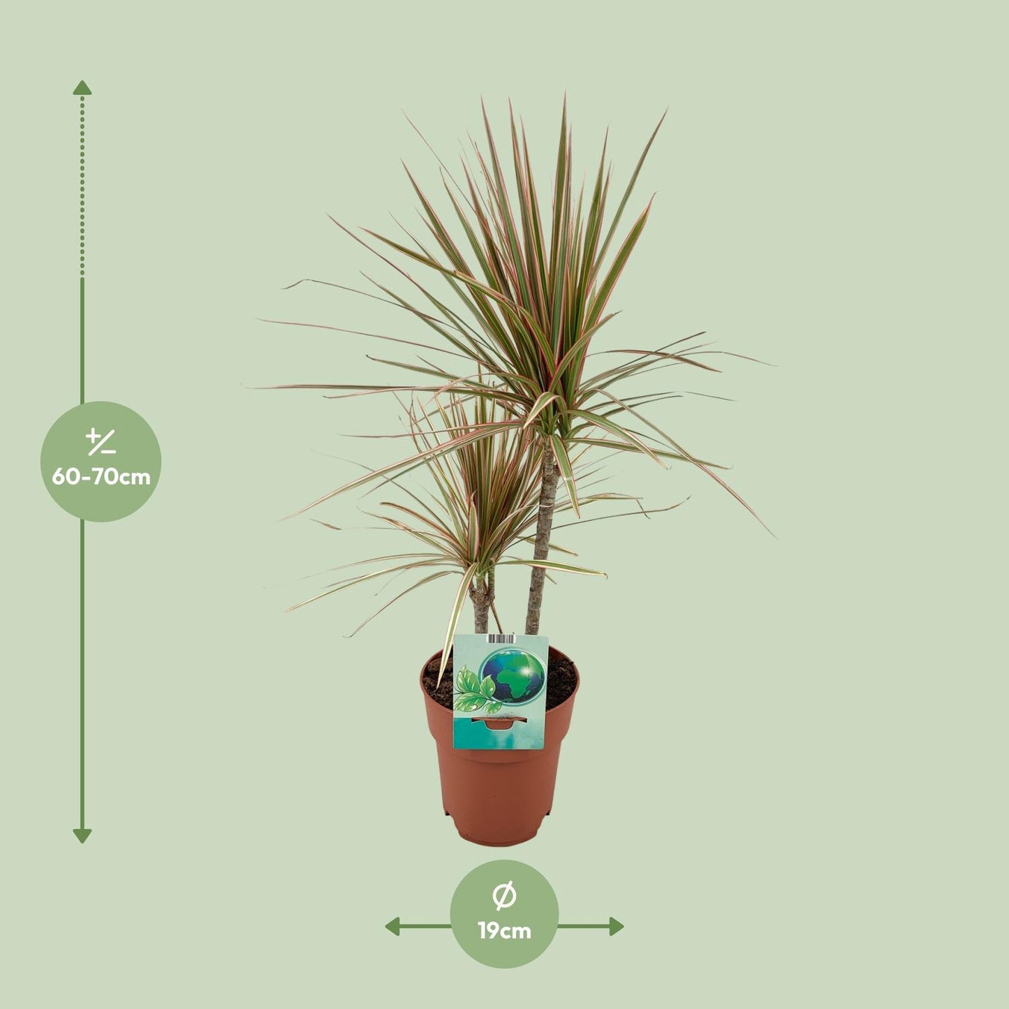 Dracaena Marginata Bicolor – Pflegeleichter Drachenbaum Ø19cm