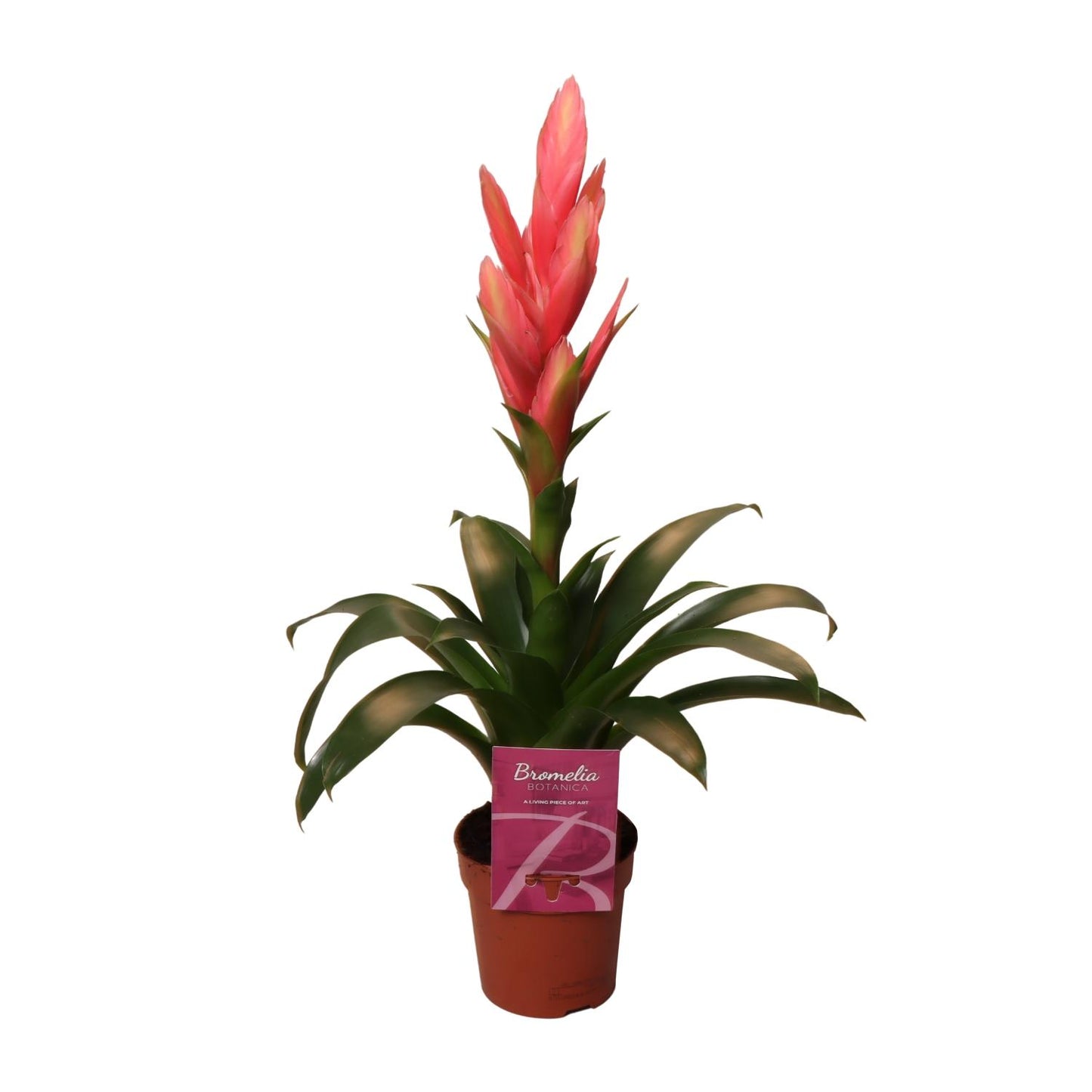 Tillandsia Ziva – Pflegeleichte luftreinigende Zimmerpflanze Ø12cm, 50cm hoch