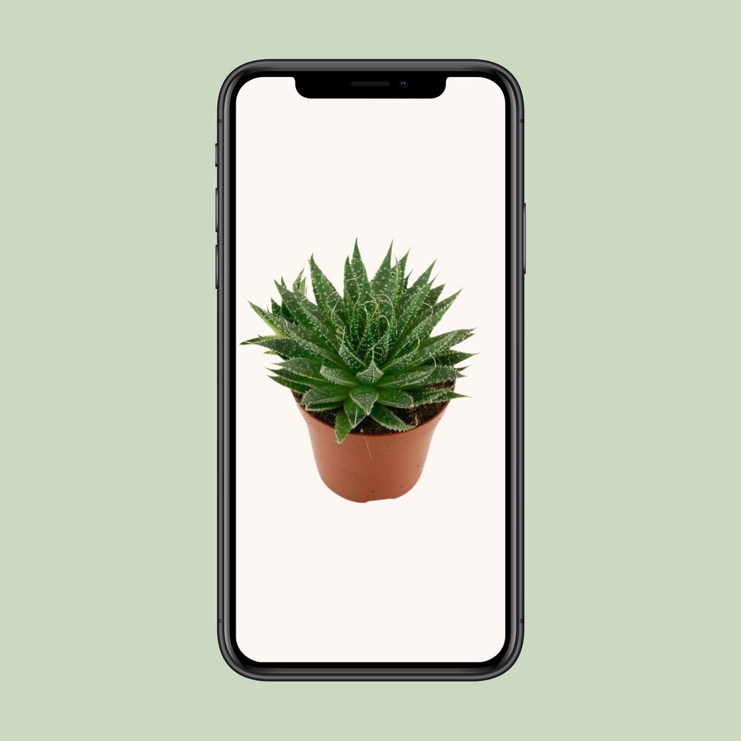 Gras-Aloe Ø12cm – Robuste und pflegeleichte Zimmerpflanze