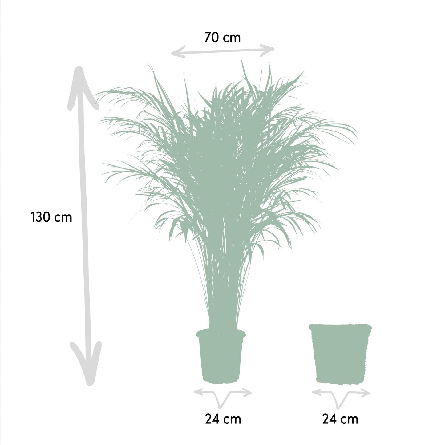 Areca-Palme mit Korb – 130 cm – pflegeleicht & luftreinigend