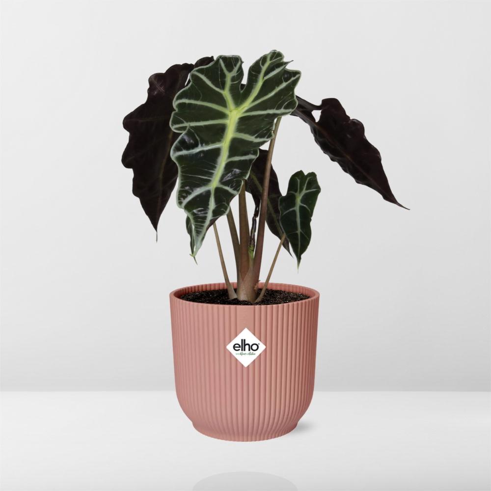 Alocasia ‘Polly’ in ELHO Vibes Fold 14cm rosa – Tropische Zimmerpflanze