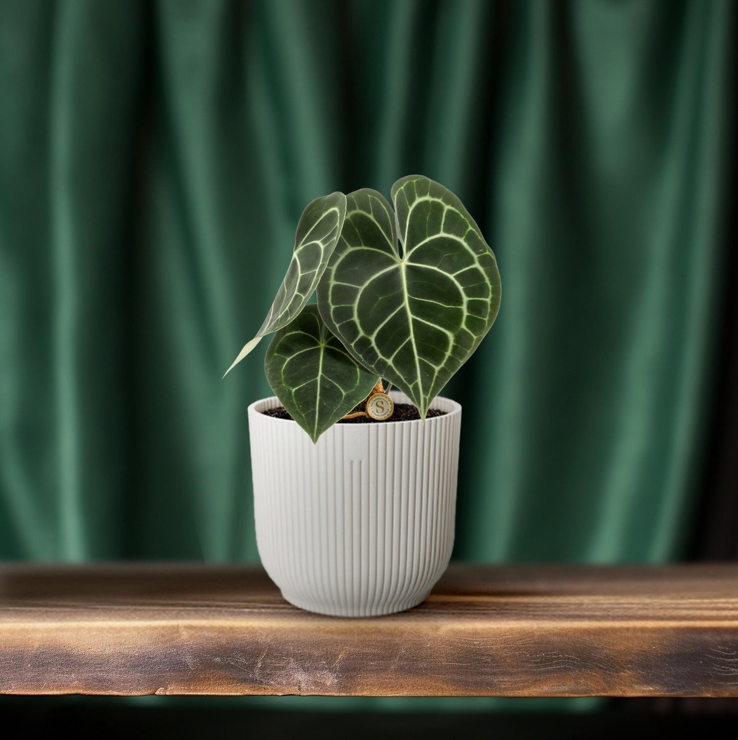 Anthurium Clarinervium – Pflegeleichte Tropische Zimmerpflanze Ø12cm