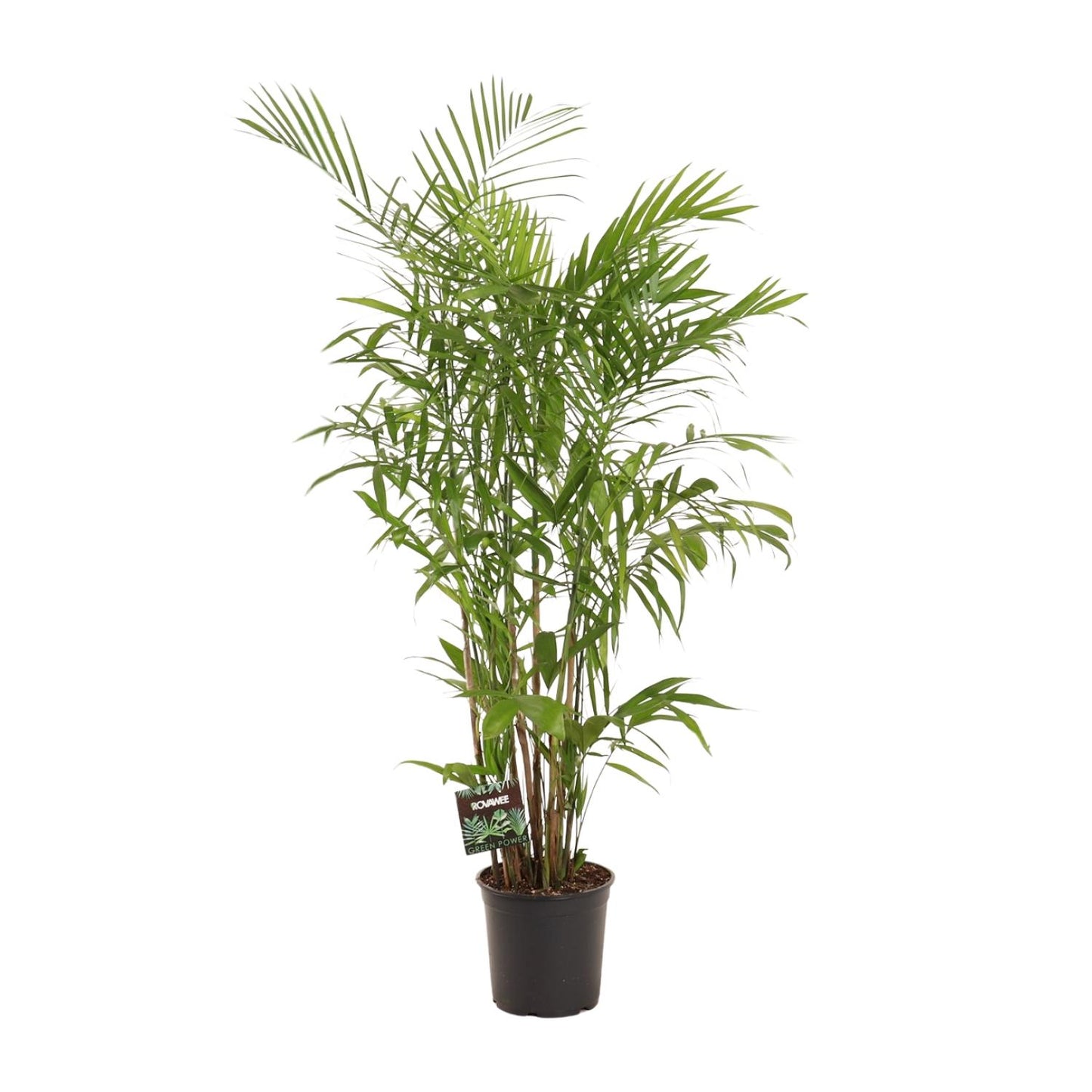 Zwergbergpalme – Pflegeleichte Zimmerpflanze 160 cm