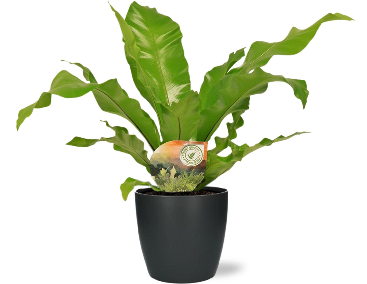 Asplenium Nidus – Pflegenleichter Nestfarn mit Topf Ø18 cm