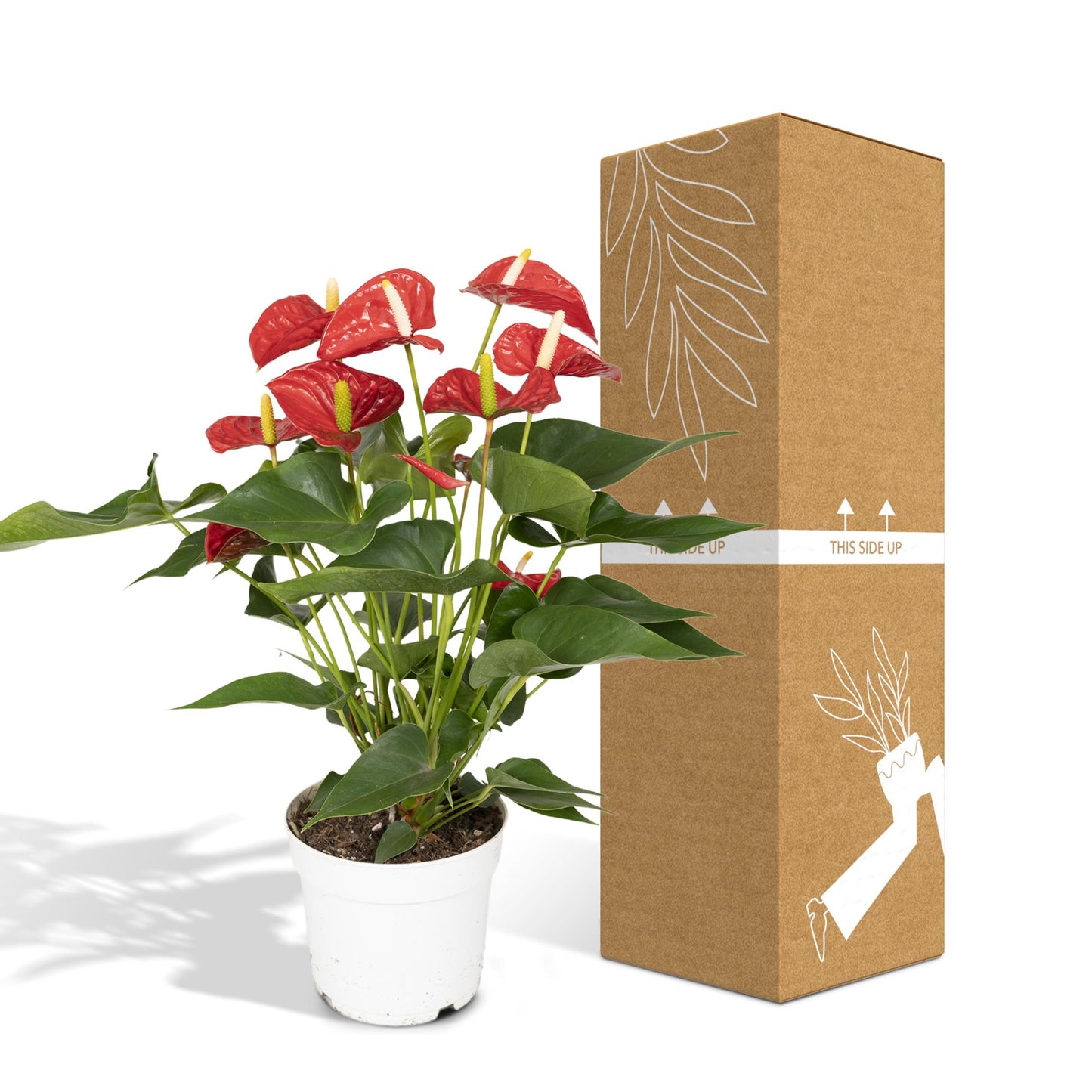 Anthurium Red – Pflegeleichte Zimmerpflanze mit roten Blüten