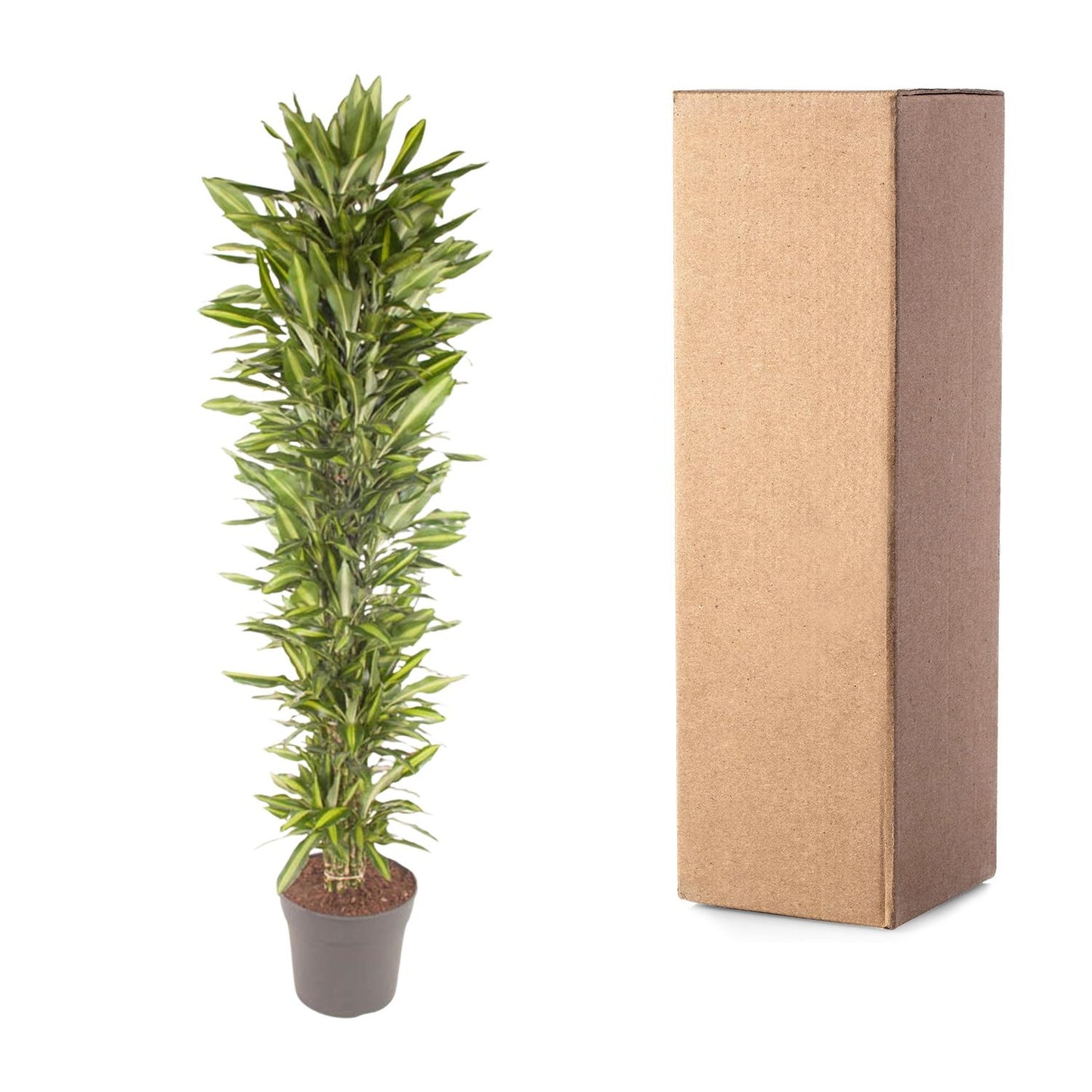 Dracaena Cintho vertakt – 210 cm – Pflegeleichte Zimmerpflanze