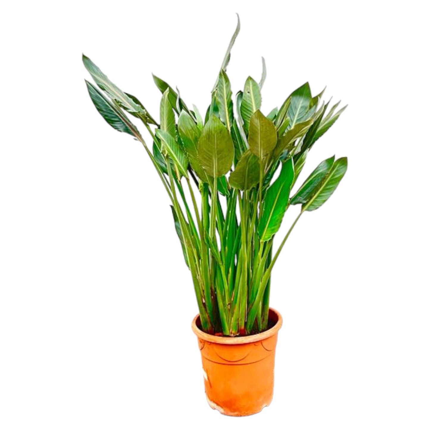 Strelitzia Reginae XL – Exotische Paradiesvogelblume 160 cm