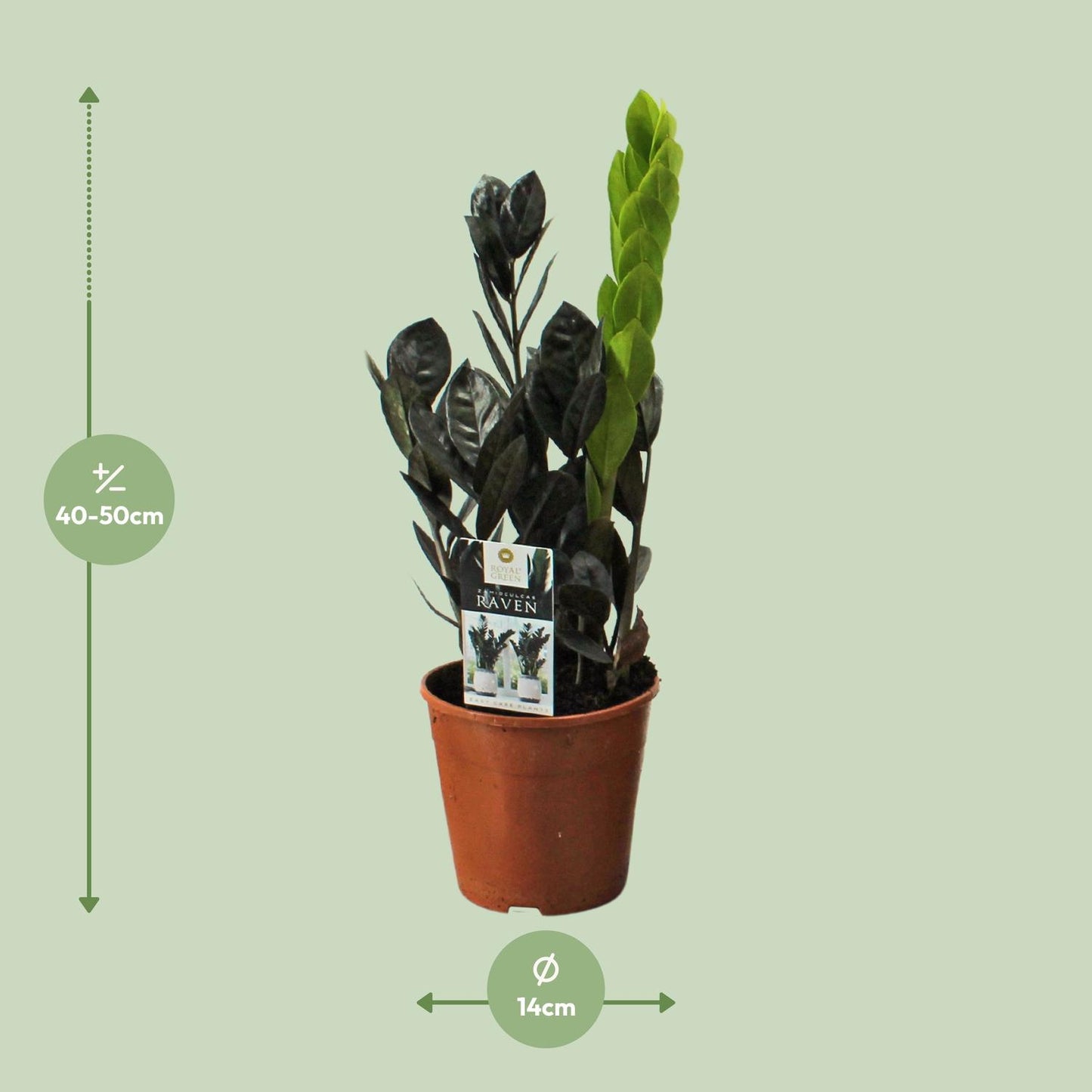 Zamioculcas Raven – Pflegeleichte ZZ-Pflanze Ø14cm, 45cm hoch