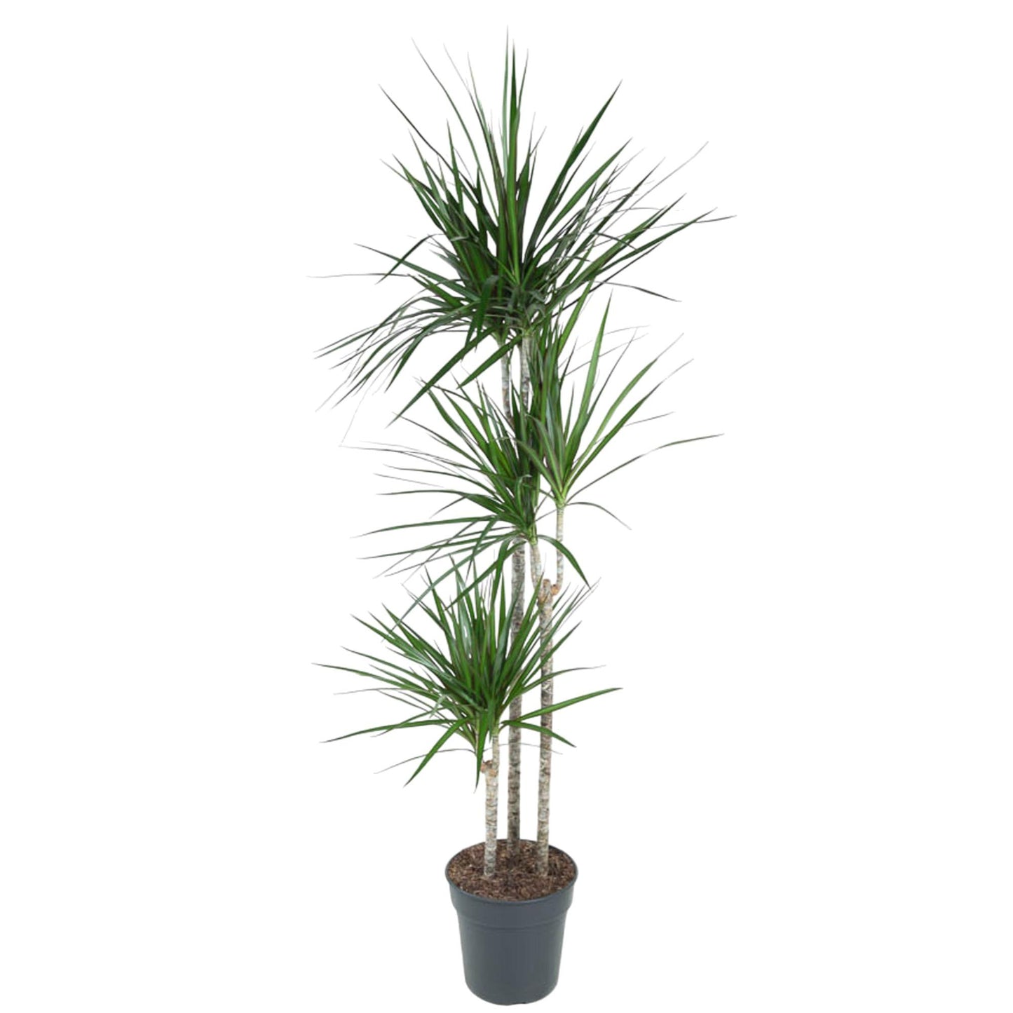 Dracaena Marginata – 160 cm – Pflegeleichte Zimmerpflanze