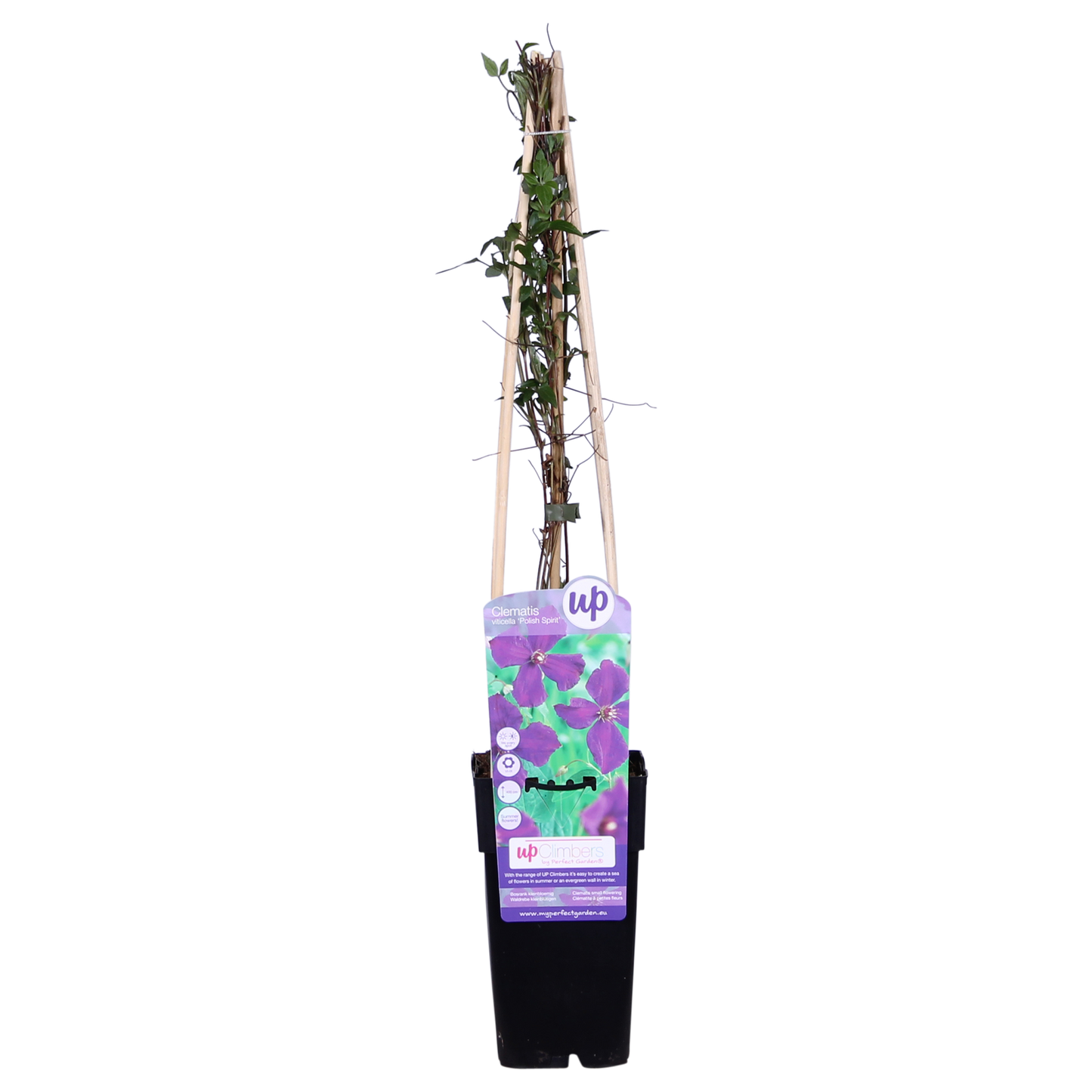 Waldrebe 'Polish Spirit' – Pflegeleichte Kletterpflanze 65 cm