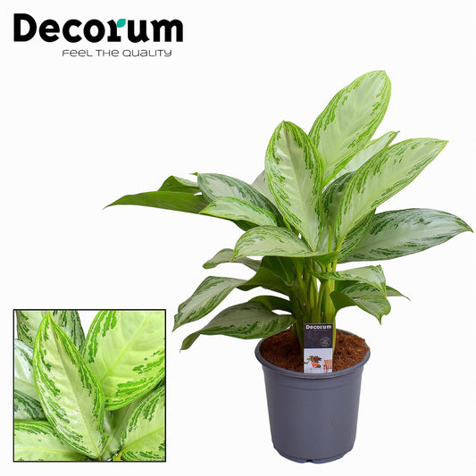 Aglaonema Silver Bay – Pflegeleichte Trendpflanze Ø21cm