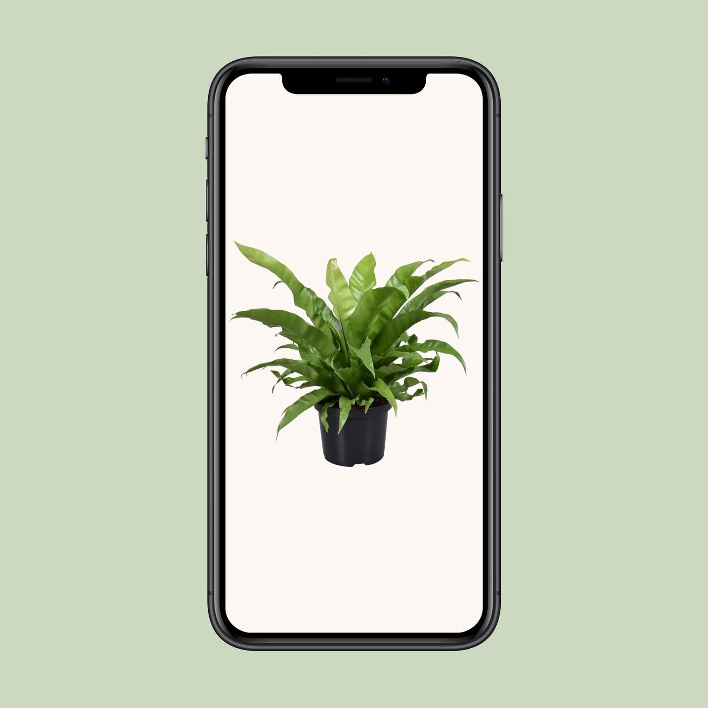 Asplenium Antiquum – Pflegeleichter Nestfarn Ø23cm