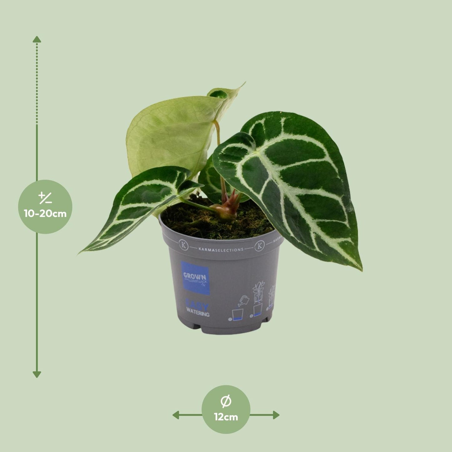 Anthurium Clarinervium – pflegeleichte Zimmerpflanze Ø12cm