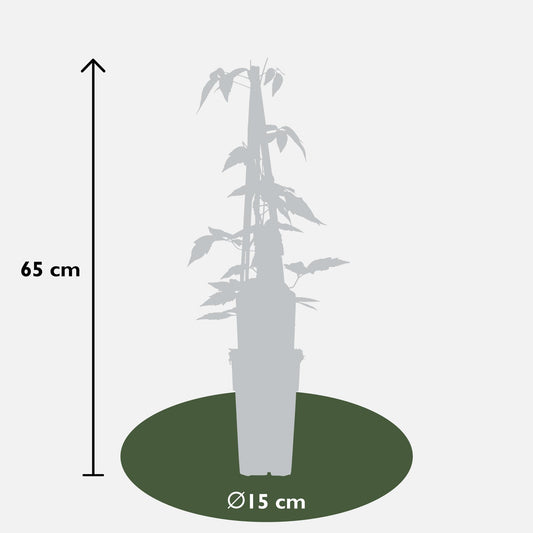 4x Clematis Montana 'Fragrant Spring' – Duftende Kletterpflanze Ø15cm