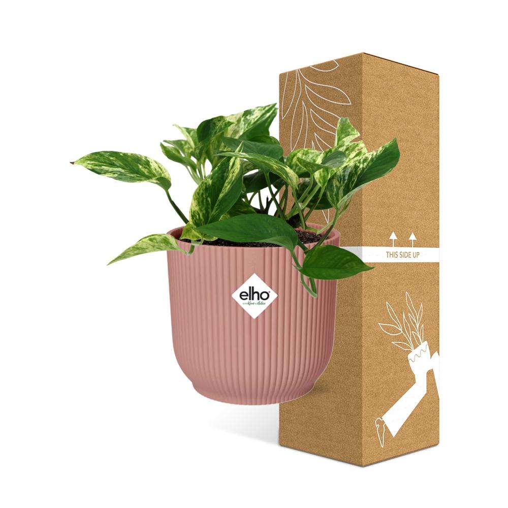Scindapsus Marble Queen in ELHO Vibes Fold 14cm rosa