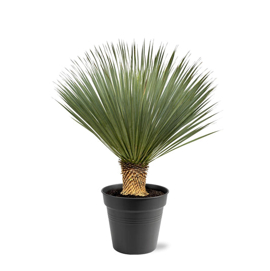Yucca Rostrata – Robuste, pflegeleichte Zimmerpflanze 100-120 cm