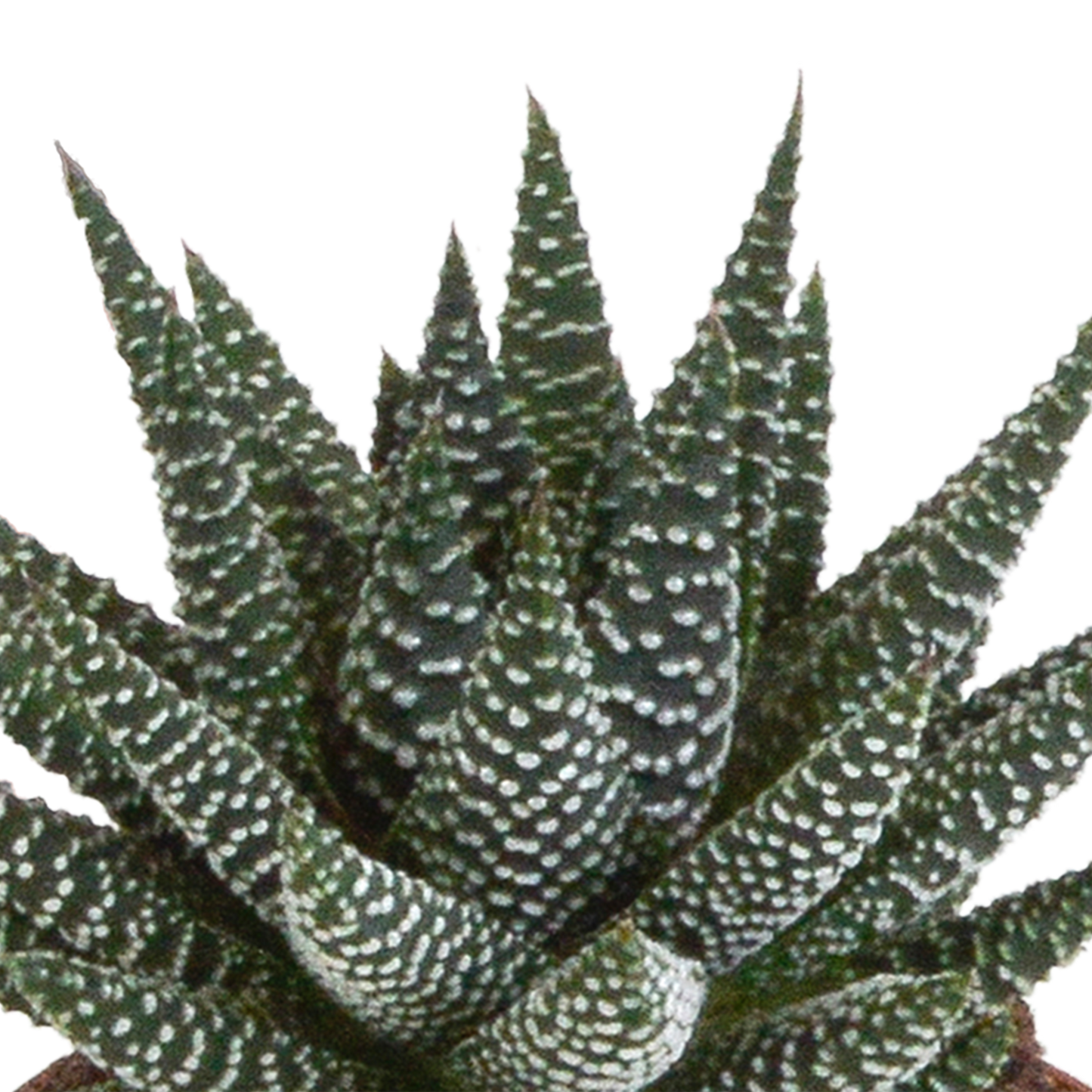 Gasteria & Haworthia Sukkulenten-Mix 3er im weißen Topf