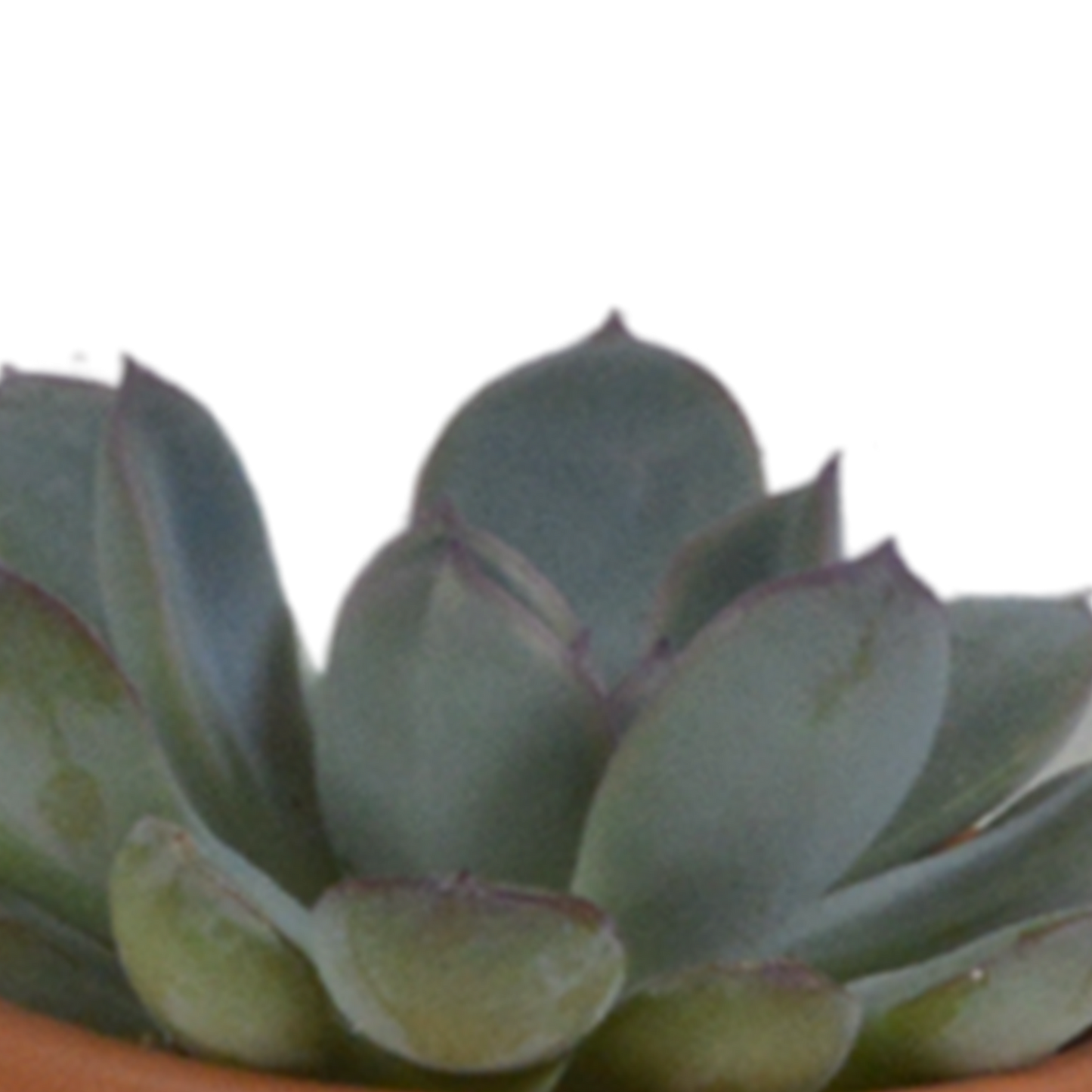 Vetplanten-Mischung 5,5 cm im Terrakottatopf – 5er Set