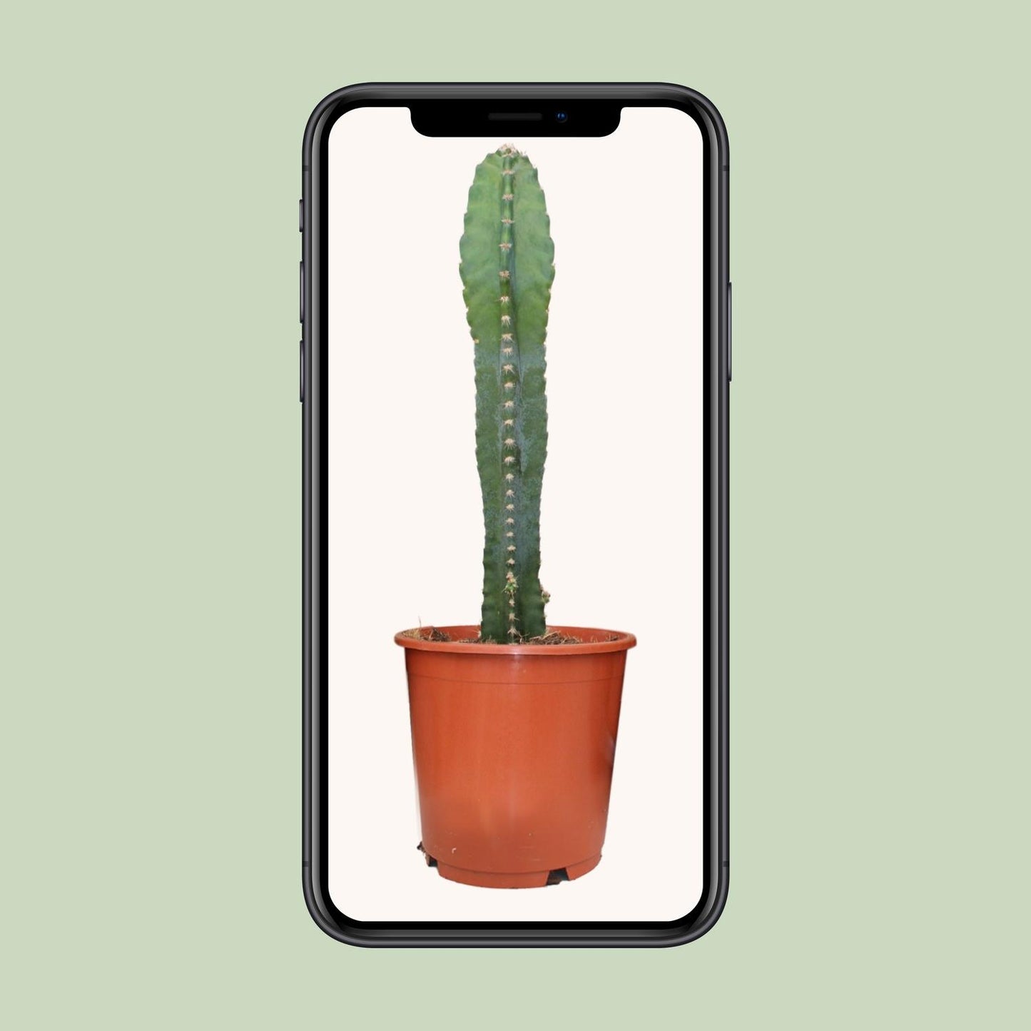 Cereus Peruvianus – Pflegeleichter Zimmerkaktus Ø17cm