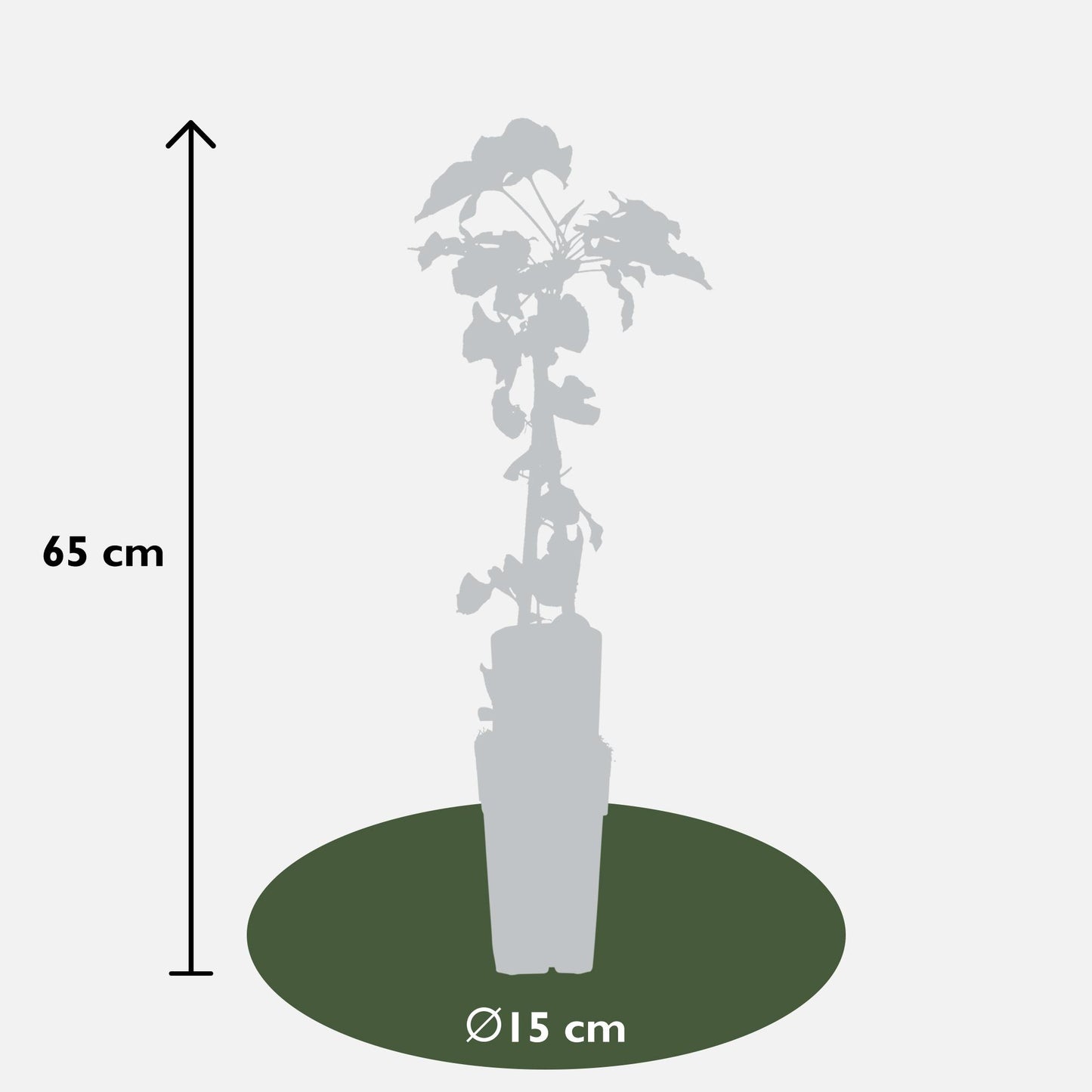 4x Fallopia baldschuanica – Robuster Kletterer Ø15cm, 65cm hoch